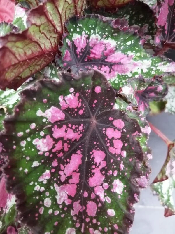 Begonia rex collezione 1, foto 3