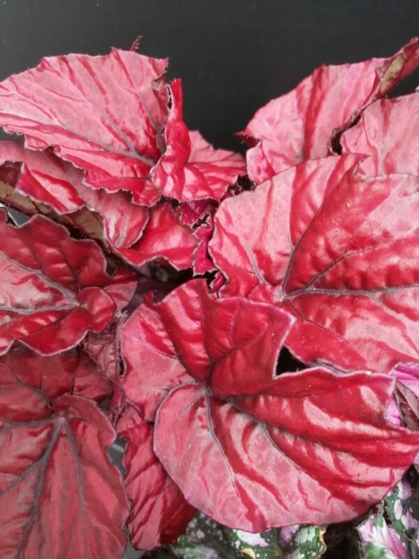 Begonia rex collezione 1 - immagine 4