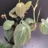 Philodendron micans, pianta da interno