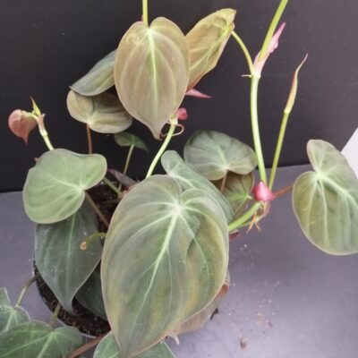 Philodendron micans