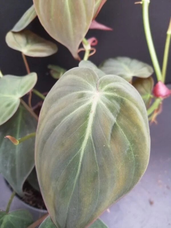 Philodendron micans, foto 2