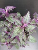 Gynura aurantiaca 'Purple Passion'