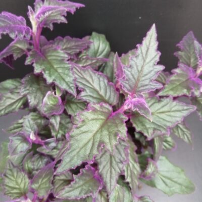 Gynura aurantiaca 'Purple Passion'