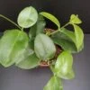 Hoya dimorpha, pianta da interno