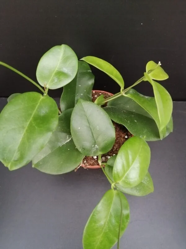 Hoya dimorpha, pianta da interno