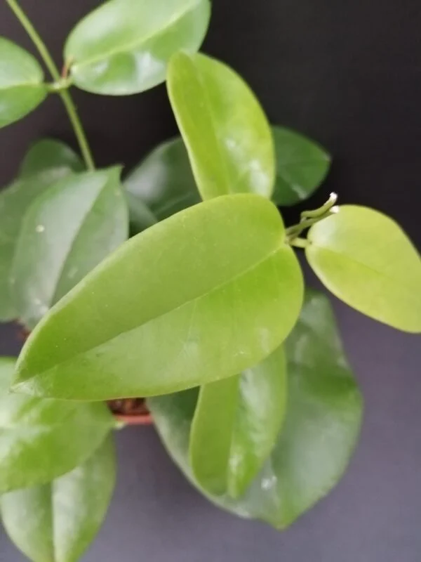 Hoya dimorpha, foto 2