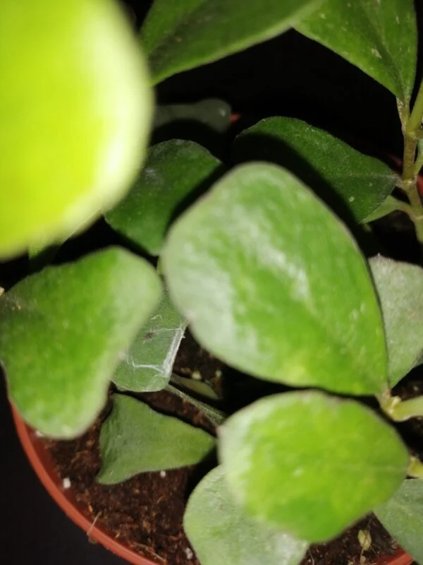Hoya manipurensis, foto 2