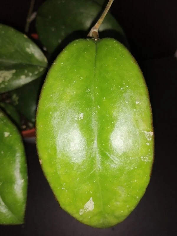 Hoya Joy, foto 2