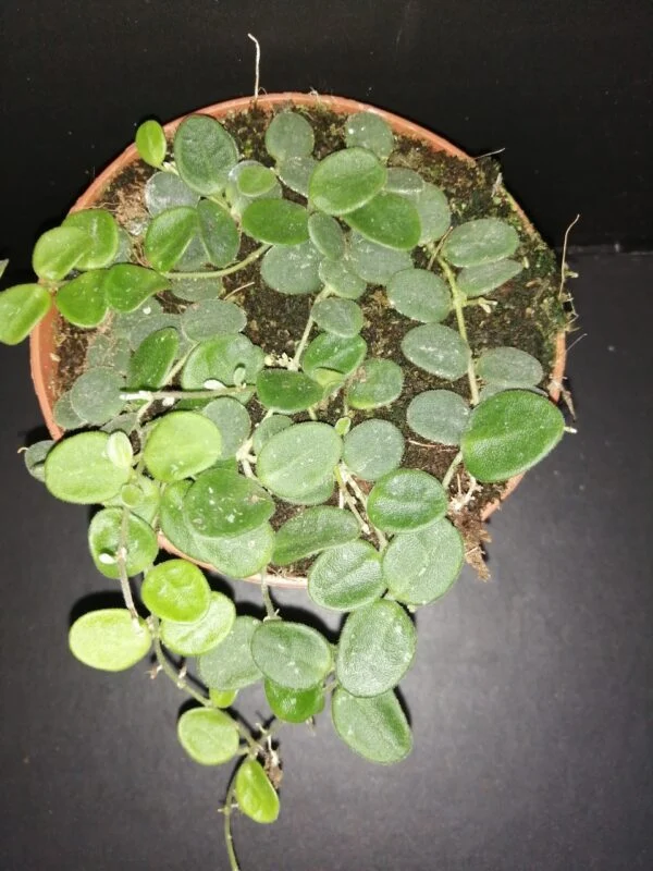 Hoya serpens, foto 4