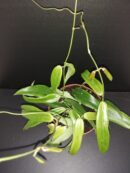 Hoya siariae fl. red, Hoya blashernaezii ssp. siariae red flower