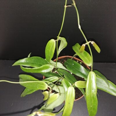Hoya siariae fl. red, Hoya blashernaezii ssp. siariae red flower