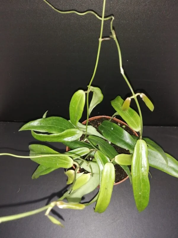 Hoya siariae fl. red, Hoya blashernaezii ssp. siariae red flower, pianta da interno