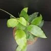 Hoya Patricia, pianta da interno