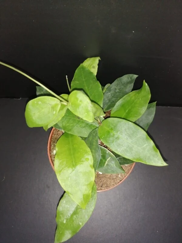 Hoya Patricia, pianta da interno