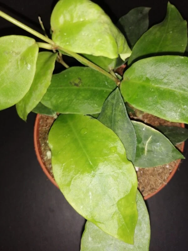 Hoya Patricia, foto 2