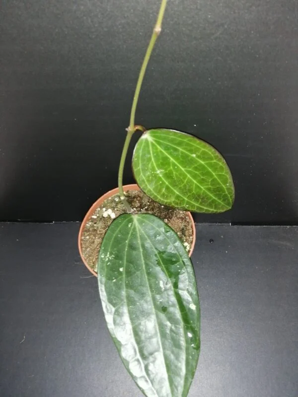 Hoya polystachya, pianta da interno