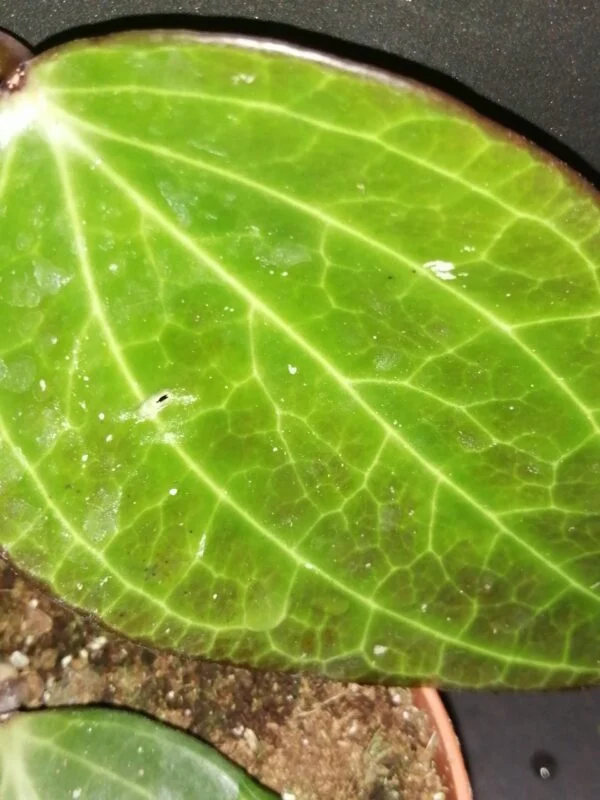 Hoya polystachya, foto 2