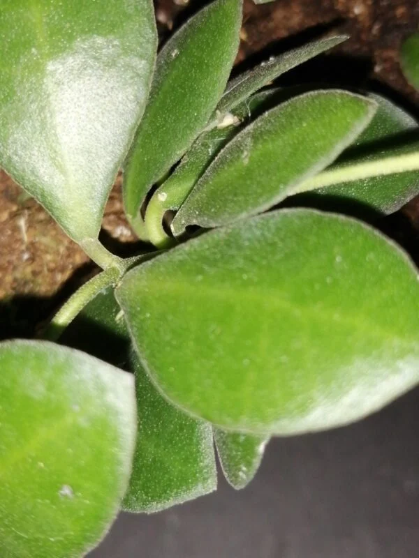 Hoya panchoi, foto 2