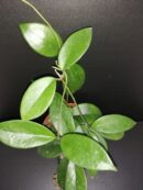 Hoya dee big one, Hoya skinneriana