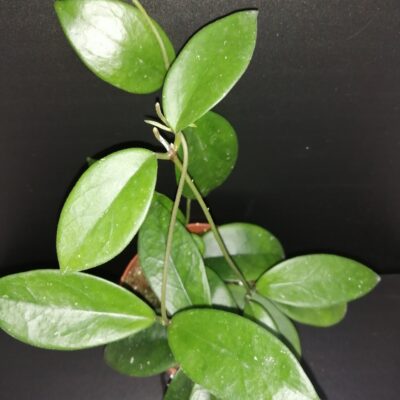 Hoya dee big one, Hoya skinneriana