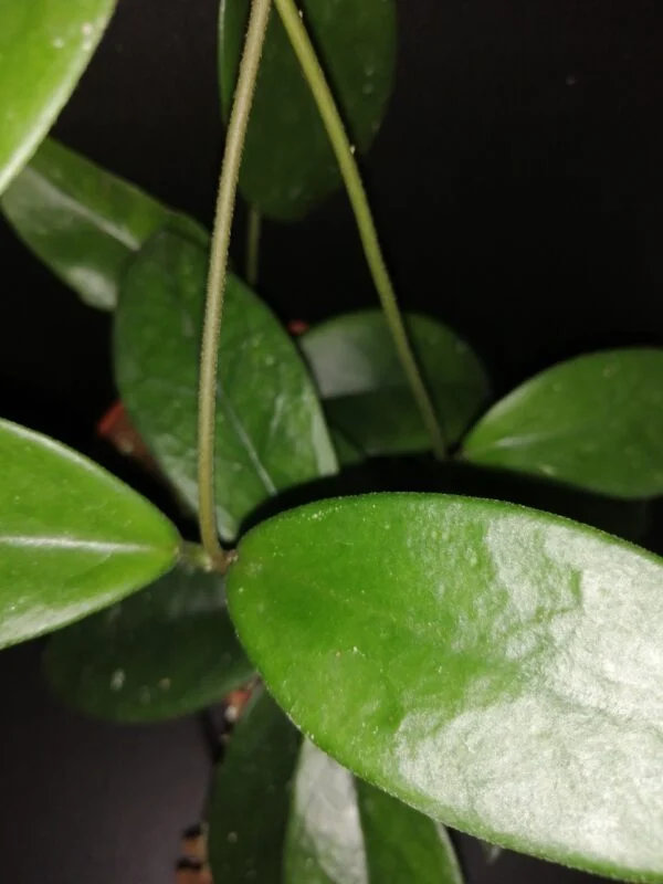 Hoya dee big one, Hoya skinneriana, foto 2