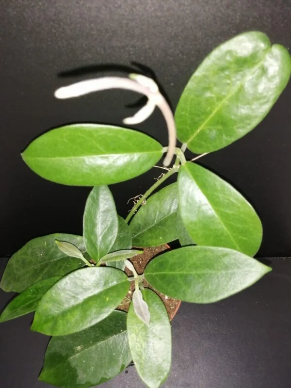 Hoya albiflora, pianta da interno