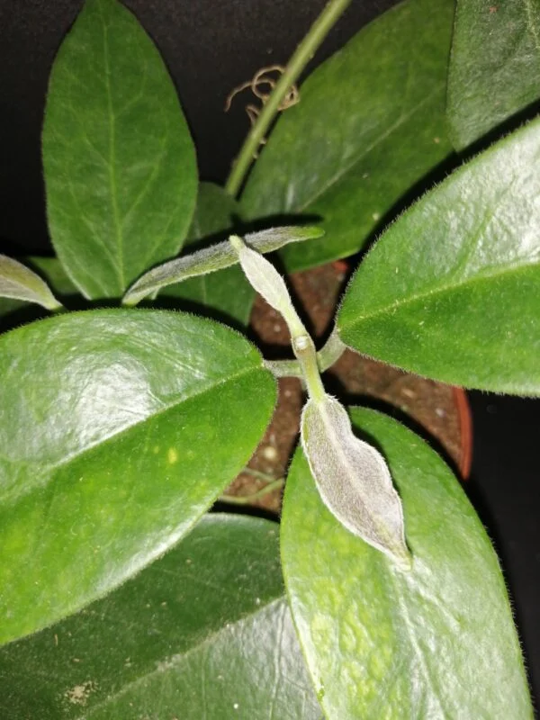 Hoya albiflora, foto 2