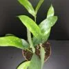 Hoya lobbii, pianta da interno