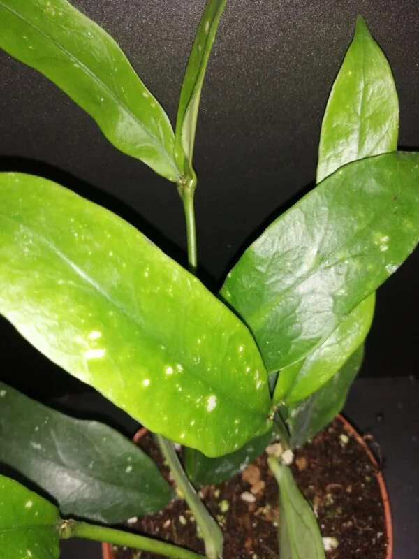 Hoya lobbii, foto 2