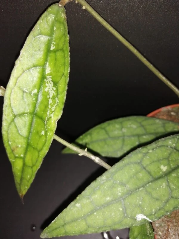 Hoya clemensiorum, foto 2