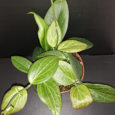 Hoya hellwigiana