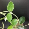 Hoya gigas, pianta da interno