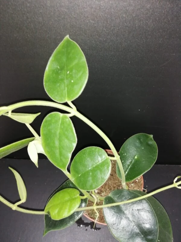 Hoya gigas, pianta da interno