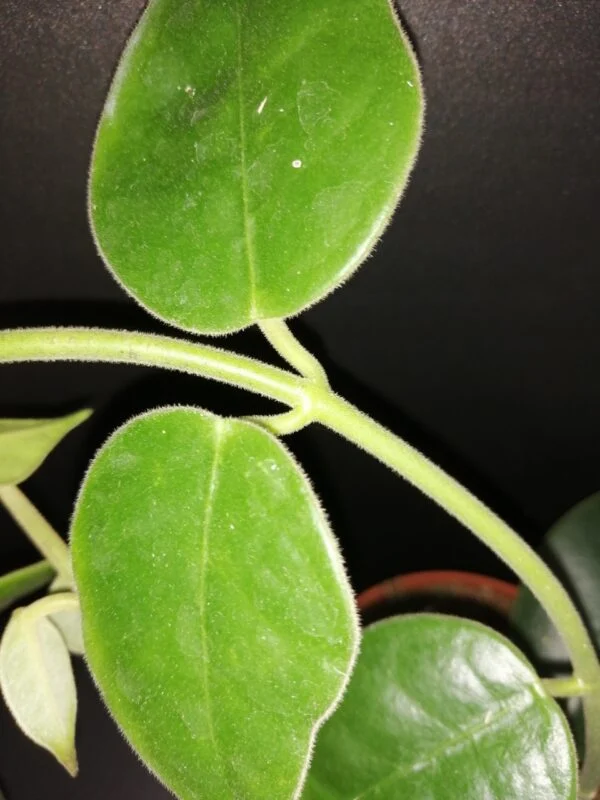 Hoya gigas, foto 2