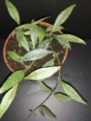 Hoya parviflora EPC341