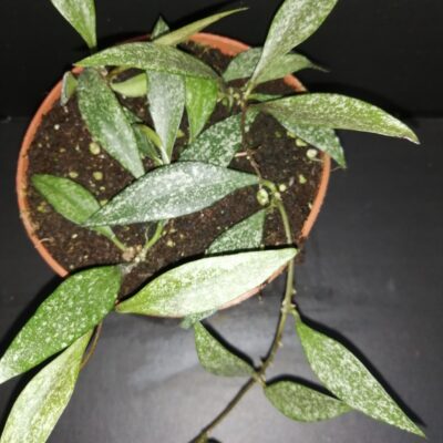 Hoya parviflora EPC341