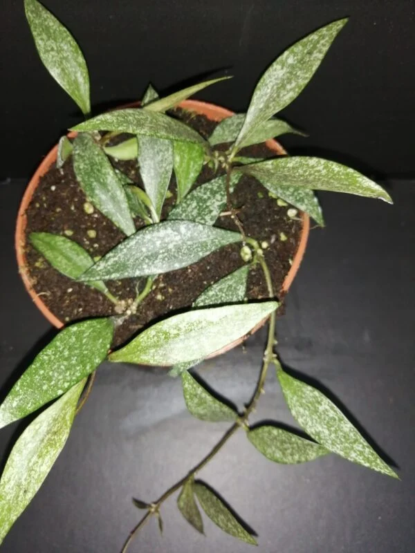 Hoya parviflora EPC341, pianta da interno