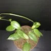 Hoya fitchii, pianta da interno