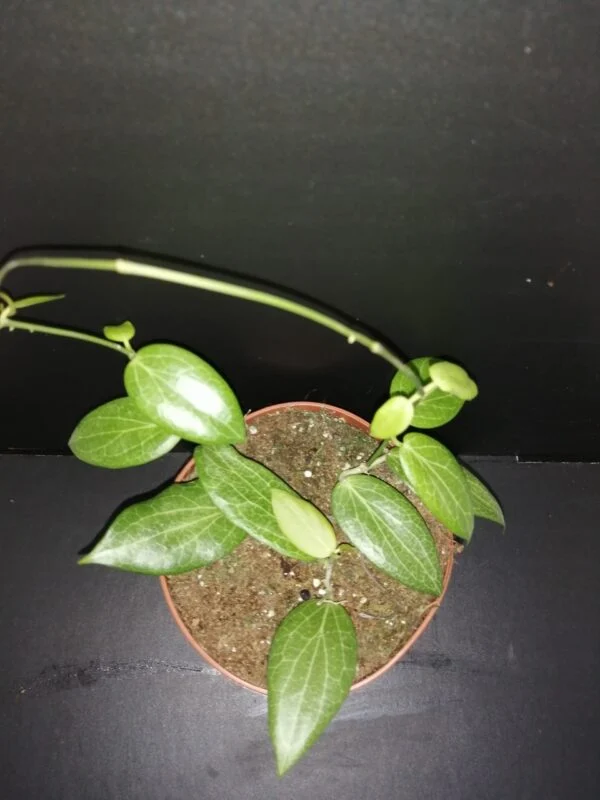Hoya fitchii, pianta da interno