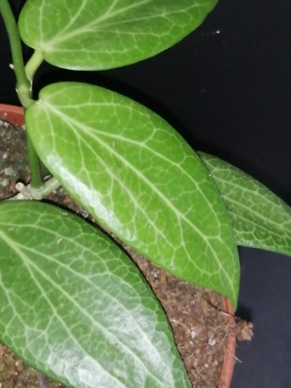 Hoya fitchii, foto 2