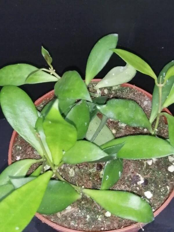 Hoya Noona, pianta da interno