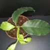 Hoya multiflora ipps, pianta da interno