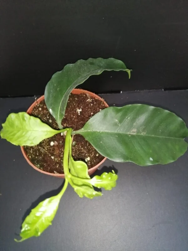 Hoya multiflora ipps, pianta da interno