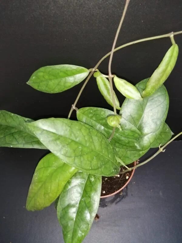 Hoya finlaysonii, pianta da interno