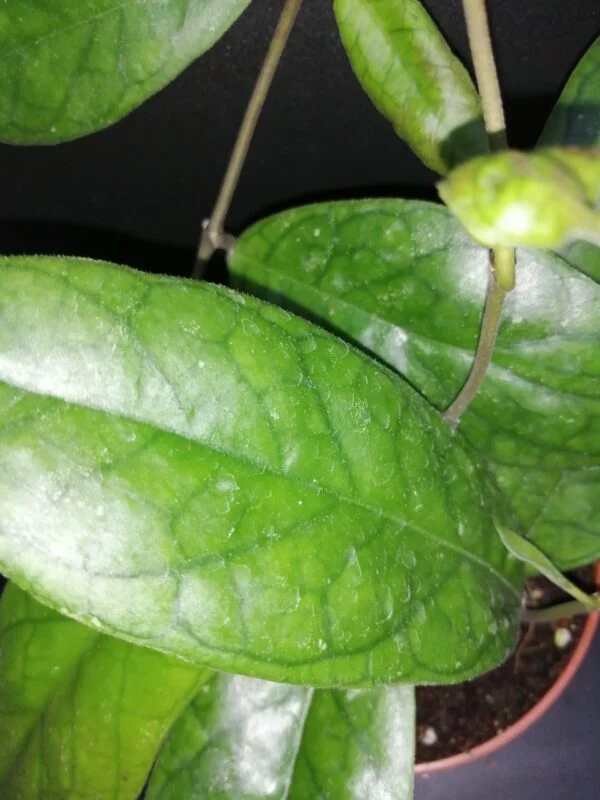 Hoya finlaysonii, foto 2