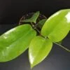Hoya surigaoensis, pianta da interno