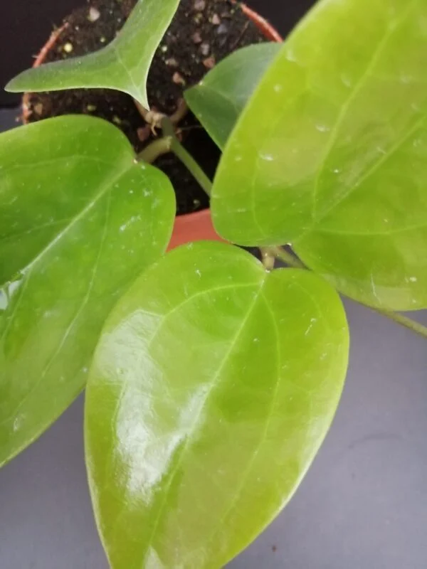 Hoya surigaoensis, foto 2