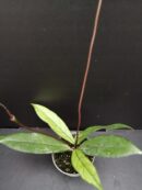 Hoya callistophylla micro pianta