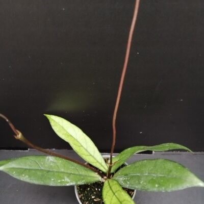 Hoya callistophylla micro pianta