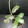 Hoya waymaniae, pianta da interno